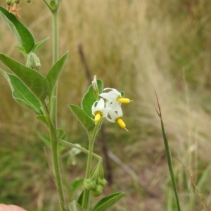 Solanum chenopodioides at Undefined Area - 23 Feb 2023