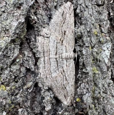 Scioglyptis loxographa (Light Grey Bark Moth) at Campbell, ACT - 22 Feb 2023 by Pirom