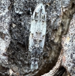 Leptozestis sp nr harmosta at Ainslie, ACT - 18 Feb 2023 05:32 PM