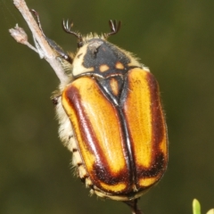 Chondropyga gulosa (Highland cowboy beetle) at Tinderry, NSW - 23 Feb 2023 by Harrisi