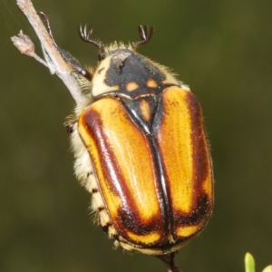 Chondropyga gulosa at Tinderry, NSW - suppressed