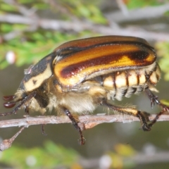 Chondropyga gulosa at Tinderry, NSW - suppressed