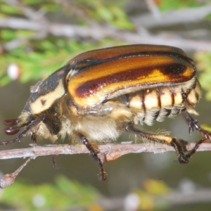 Chondropyga gulosa at Tinderry, NSW - suppressed