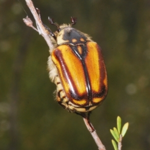 Chondropyga gulosa at Tinderry, NSW - suppressed