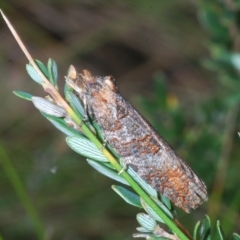 Olethreutinae (subfamily) (Unidentified leaf roller) at Tinderry, NSW - 23 Feb 2023 by Harrisi