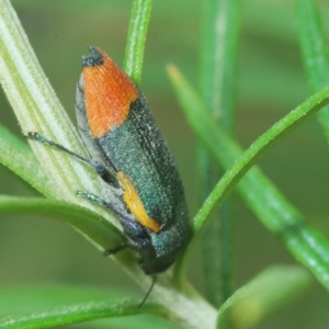 Castiarina kerremansi at Tinderry, NSW - 23 Feb 2023