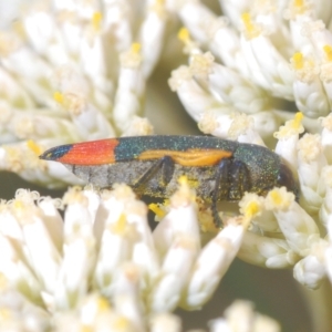 Castiarina kerremansi at Tinderry, NSW - 23 Feb 2023