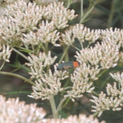 Castiarina kerremansi at Tinderry, NSW - 23 Feb 2023