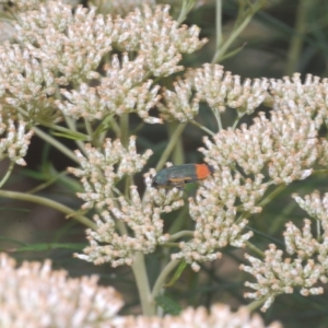 Castiarina kerremansi at Tinderry, NSW - 23 Feb 2023