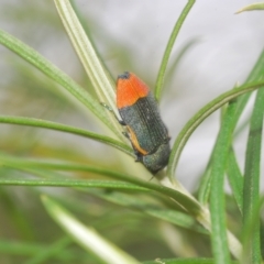 Castiarina kerremansi at Tinderry, NSW - 23 Feb 2023