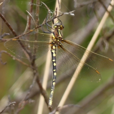 Synthemis eustalacta (Swamp Tigertail) at Braemar, NSW - 18 Feb 2023 by Curiosity