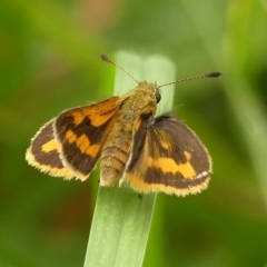 Ocybadistes walkeri (Green Grass-dart) at Braemar, NSW - 19 Feb 2023 by Curiosity