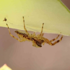 Helpis sp. (genus) (Unidentified Bronze Jumping Spider) at O'Connor, ACT - 15 Jan 2023 by ConBoekel