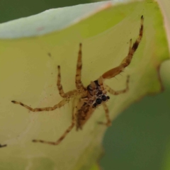 Helpis sp. (genus) at O'Connor, ACT - 15 Jan 2023