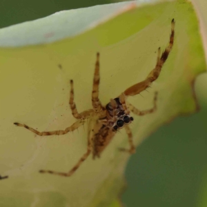 Helpis sp. (genus) at O'Connor, ACT - 15 Jan 2023