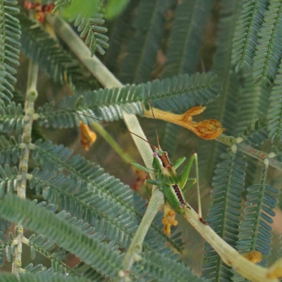 Conocephalomima barameda (False Meadow Katydid, Barameda) at O'Connor, ACT - 15 Jan 2023 by ConBoekel