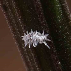 Cryptolaemus montrouzieri (Mealybug ladybird) at O'Connor, ACT - 15 Jan 2023 by ConBoekel