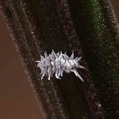 Cryptolaemus montrouzieri (Mealybug ladybird) at O'Connor, ACT - 15 Jan 2023 by ConBoekel