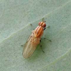 Sapromyza brunneovittata (A lauxid fly) at O'Connor, ACT - 15 Jan 2023 by ConBoekel