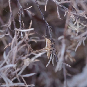 Conocephalus semivittatus at O'Connor, ACT - 15 Jan 2023