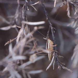 Conocephalus semivittatus at O'Connor, ACT - 15 Jan 2023