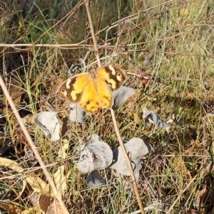 Heteronympha merope at Jerrabomberra, ACT - 24 Feb 2023