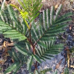 Acacia decurrens (Green Wattle) at Wanniassa Hill - 23 Feb 2023 by LoisElsiePadgham