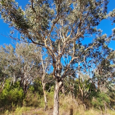 Eucalyptus polyanthemos (Red Box) at Jerrabomberra, ACT - 23 Feb 2023 by LPadg