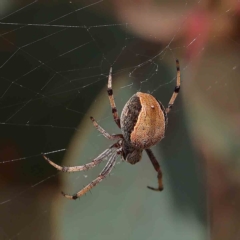 Salsa fuliginata (Sooty Orb-weaver) at O'Connor, ACT - 13 Jan 2023 by ConBoekel