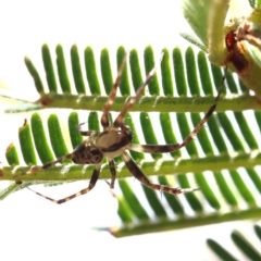 Novakiella trituberculosa (Common Novakiella) at O'Connor, ACT - 15 Jan 2023 by ConBoekel