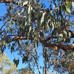 Eucalyptus nortonii (Large-flowered Bundy) at Wanniassa Hill - 23 Feb 2023 by LoisElsiePadgham