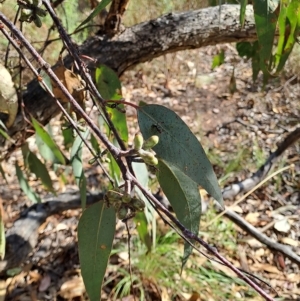 Eucalyptus nortonii at Jerrabomberra, ACT - 24 Feb 2023 08:43 AM