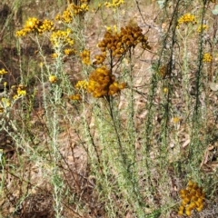 Chrysocephalum semipapposum at Jerrabomberra, ACT - 24 Feb 2023