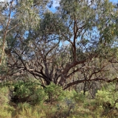 Eucalyptus nortonii (Large-flowered Bundy) at Wanniassa Hill - 23 Feb 2023 by LoisElsiePadgham