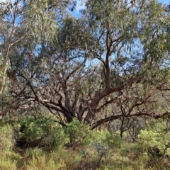 Eucalyptus nortonii (Mealy Bundy) at Jerrabomberra, ACT - 24 Feb 2023 by LPadg