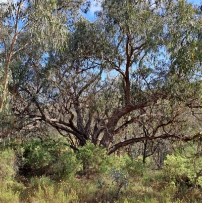 Eucalyptus nortonii (Large-flowered Bundy) at Jerrabomberra, ACT - 23 Feb 2023 by LoisElsiePadgham