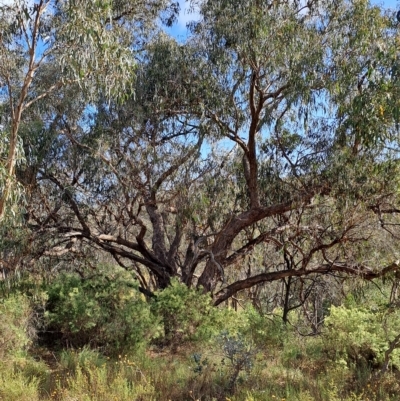 Eucalyptus nortonii (Large-flowered Bundy) at Wanniassa Hill - 23 Feb 2023 by LoisElsiePadgham