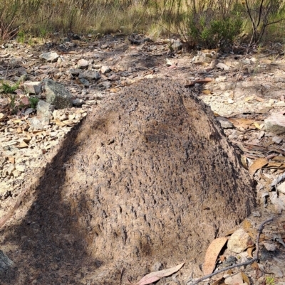 Nasutitermes exitiosus (Snouted termite, Gluegun termite) at Fadden, ACT - 24 Feb 2023 by LPadg