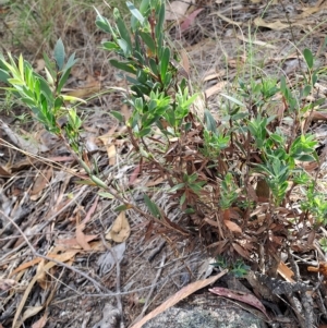 Styphelia triflora at Fadden, ACT - 24 Feb 2023