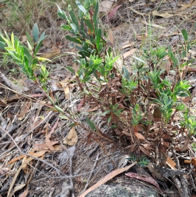 Styphelia triflora (Five-corners) at Wanniassa Hill - 23 Feb 2023 by LoisElsiePadgham