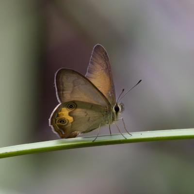 Hypocysta metirius (Brown Ringlet) at St Ives, NSW - 19 Feb 2023 by KorinneM