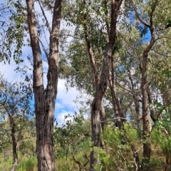 Eucalyptus dives (Broad-leaved Peppermint) at Wanniassa Hill - 23 Feb 2023 by LoisElsiePadgham