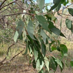 Eucalyptus dives at Fadden, ACT - 24 Feb 2023