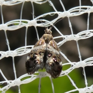 Tebenna micalis at Charleys Forest, NSW - 24 Feb 2023