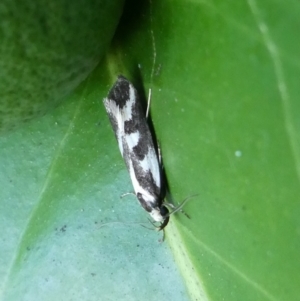 Epithymema incomposita at Charleys Forest, NSW - 23 Feb 2023