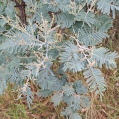 Acacia dealbata subsp. dealbata (Silver Wattle) at Wanniassa Hill - 23 Feb 2023 by LoisElsiePadgham