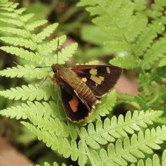 Trapezites symmomus (Splendid Ochre) at Wingello, NSW - 23 Feb 2023 by GlossyGal