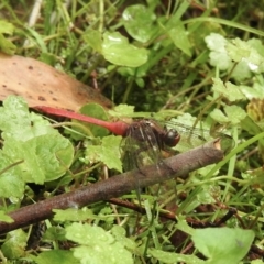 Orthetrum villosovittatum (Fiery Skimmer) at Wingello, NSW - 23 Feb 2023 by GlossyGal