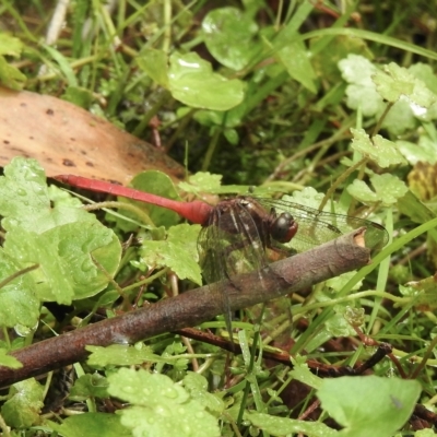 Orthetrum villosovittatum (Fiery Skimmer) at Wingello, NSW - 23 Feb 2023 by GlossyGal