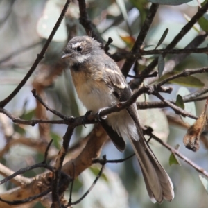 Rhipidura albiscapa at Fadden, ACT - 24 Feb 2023 10:34 AM